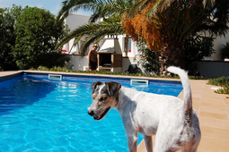 Vor Ferienhaus in Riumar steht ein kleiner Hund am Swimmingpool 
